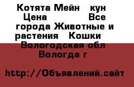 Котята Мейн - кун › Цена ­ 19 000 - Все города Животные и растения » Кошки   . Вологодская обл.,Вологда г.